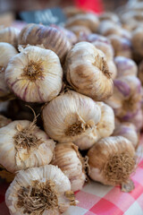Bunch of fresh aromatic french violet or rose garlic