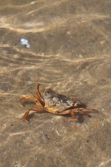 Crab in the open water in Wadden Sea National Park close to the North Frisian island of  Sylt