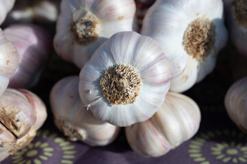 Bunch of fresh aromatic french violet or rose garlic