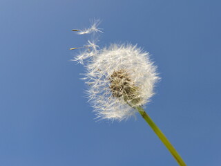 dandelion head on blue sky