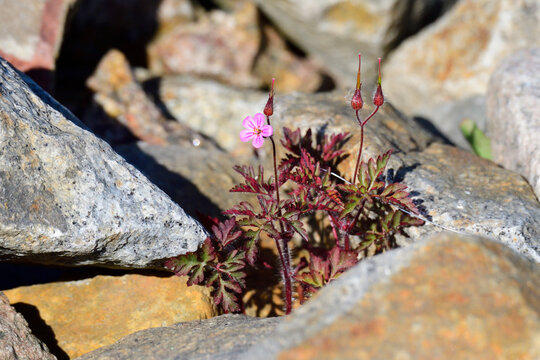 Ruprechtskraut (Geranium robertianum), auch Stinkender Storchschnabel genannt	