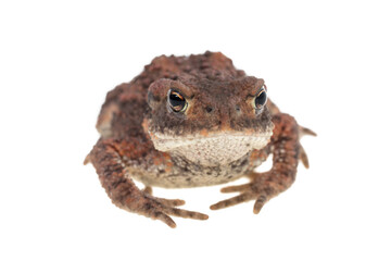 Small common european toad seen from front and isolated on white background