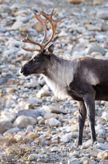 Mountain caribou in the fall
