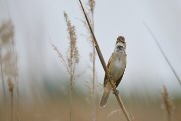 Drosselrohrsänger (Acrocephalus arundinaceus) im Frühjahr in Linum	
