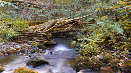 Kleiner Bach im Wald