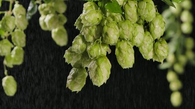 Drops of water falling from hops or humulus. Black background. Slow motion.