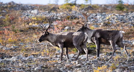 Mountain caribou in the fall