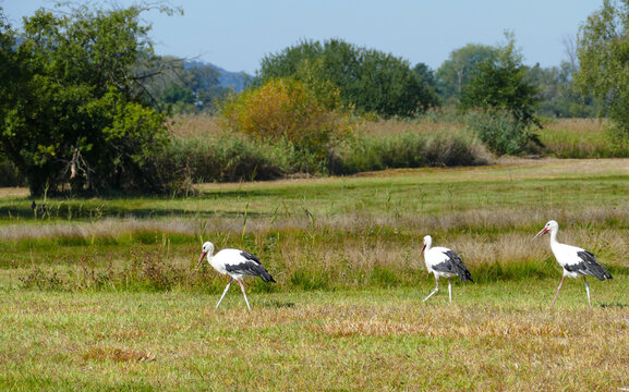 Flock of storks in a field around Greifensee, Z&uuml;rich, Switzerland