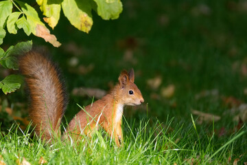 Squirrel in the autumn park.