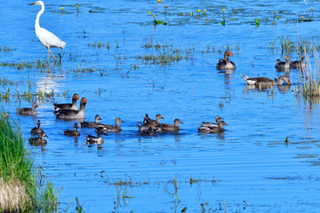 Graugans Familie und Schnatterenten im Sommer in der Oberlausitz	