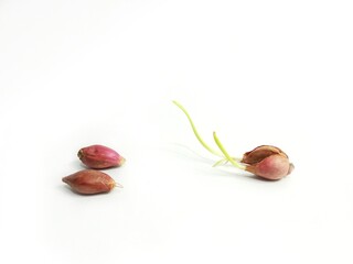 Small pearl onions isolated