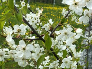 flowers