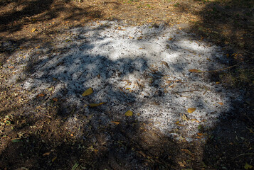 Lots of ash in the forest