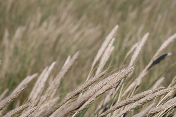 Fototapeta premium Being isolated in the dunes at Ellenbogen in the North of Sylt close to the village of List