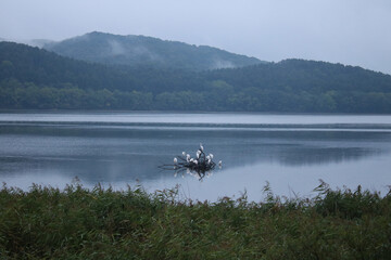 Herons on the driftwood (Lake Toro, Kushiro, Hokkaido, Japan)