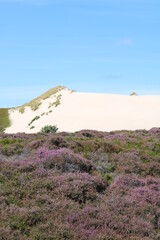 Being isolated in the dunes at Ellenbogen in the North of Sylt close to the village of List