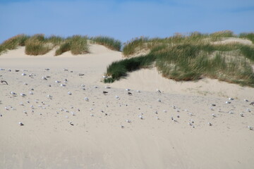 Being isolated in the dunes at Ellenbogen in the North of Sylt close to the village of List