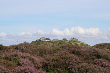 Being isolated in the dunes at Ellenbogen in the North of Sylt close to the village of List