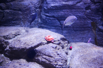 fish in aquarium