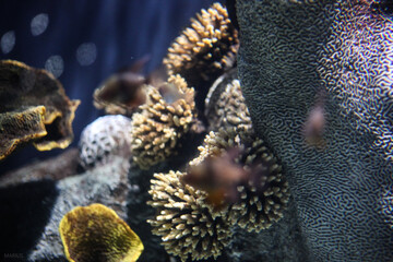  in aquarium
