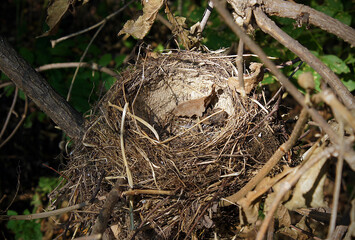 Old abandoned bird nest
