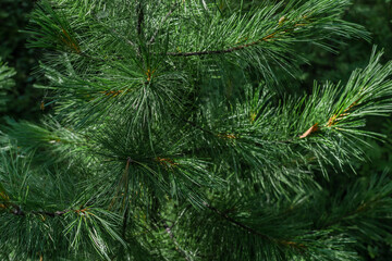 Green fluffy volumetric needles on branches of a coniferous Siberian pine tree in forest