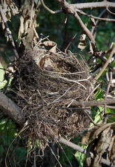 Old abandoned bird nest