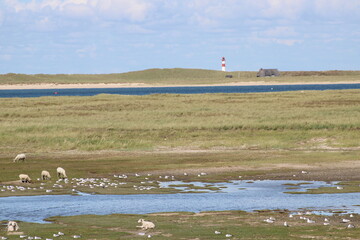 Being isolated in the dunes at Ellenbogen in the North of Sylt close to the village of List