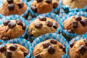cupcakes in blue paper muffin cases 