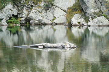alligator in a pond