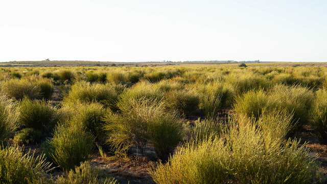 Rooibos Tea On The Bush