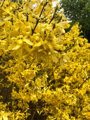 yellow autumn leaves