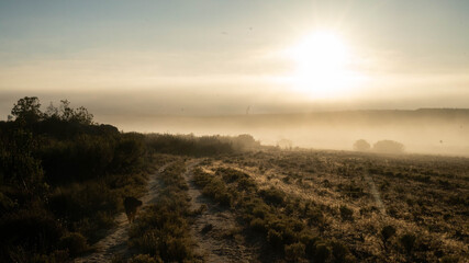 Sunrise over the rooibos fields