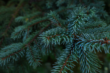 Light green blue volumetric small needles on branches of coniferous Siberian spruce tree