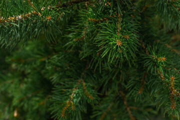 Green fluffy volumetric needles on orange branches of a coniferous Siberian pine tree in the forest