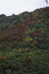 autumn in the forest