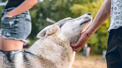 Petting the domesticated wolf © Alex