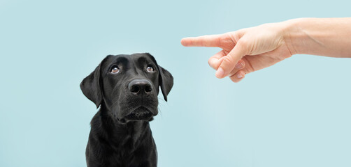 Labrador dog looking up giving you whale eye being punished by its owner with finger pointer it. Isolated on colored blue background.