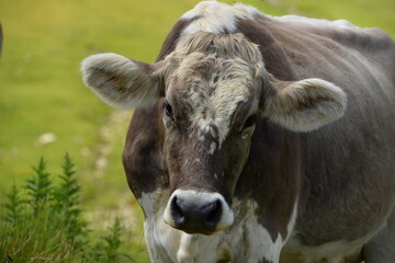 Kühe auf der Almweide