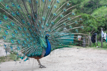 Transkei Peacock