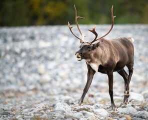 Mountain caribou