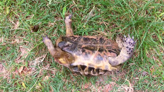 The Caucasian land turtle (Latin Testudo graeca) is trying to roll over from its back to its stomach on a sunny autumn day in green grass.