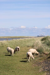 Naklejka na ściany i meble Grazing sheep on the salty meadows of Sylt in North Frisia 