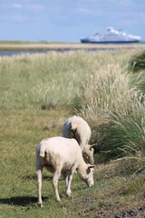 Grazing sheep on the salty meadows of Sylt in North Frisia 