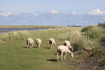 Grazing sheep on the salty meadows of Sylt in North Frisia 