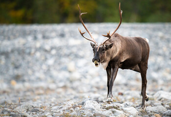 Mountain caribou