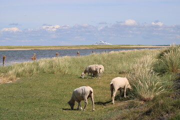 Grazing sheep on the salty meadows of Sylt in North Frisia 