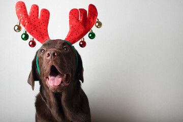 Brown labrador in christmas reindeer horns looking at camera on white background
