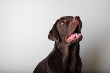 Brown labrador on a white background. Dog labrador looks at the owner faithfully