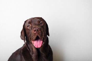 Fototapeta premium Brown labrador on a white background. Dog labrador looks at the owner faithfully